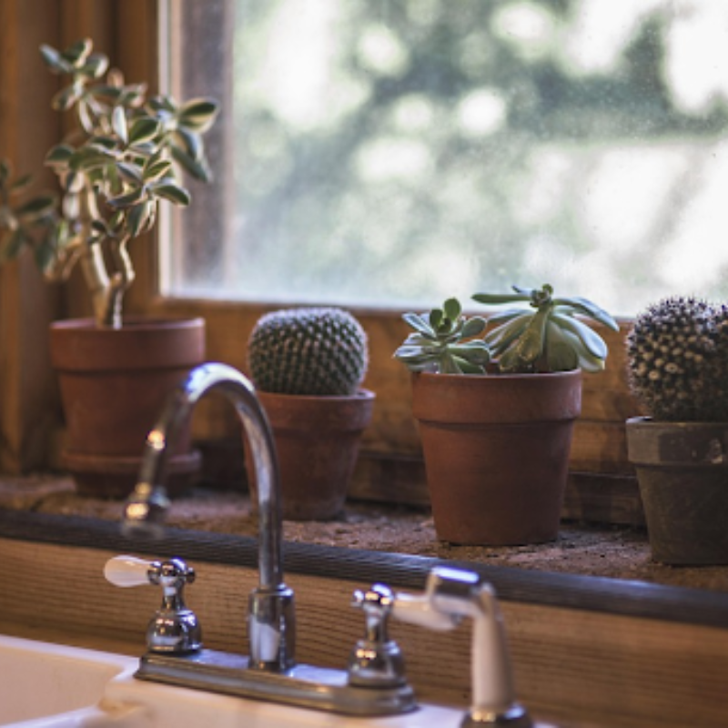 Indoor Plant Care Indoor Plant Care